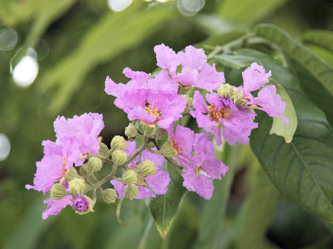 Lagerstroemia speciosa