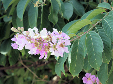 Lagerstroemia speciosa