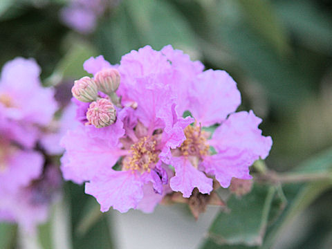 Lagerstroemia speciosa