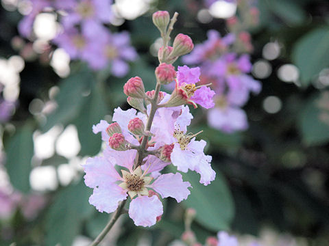 Lagerstroemia speciosa