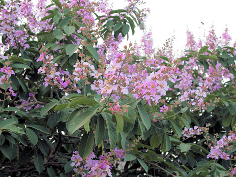 Lagerstroemia speciosa