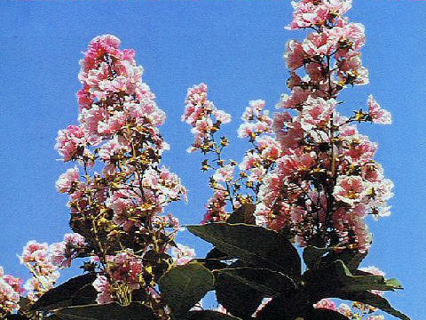 Lagerstroemia speciosa