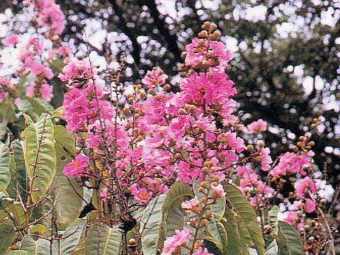 Lagerstroemia speciosa