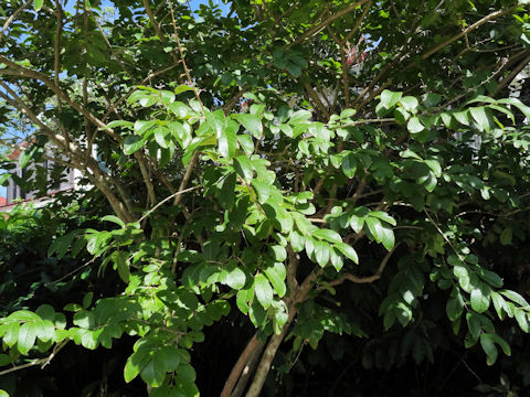 Lagerstroemia speciosa