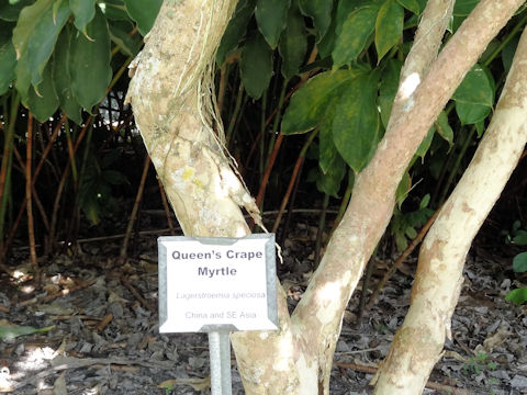 Lagerstroemia speciosa