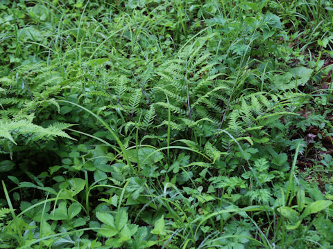 Athyrium x multifidum