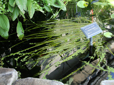 Vallisneria gigantea