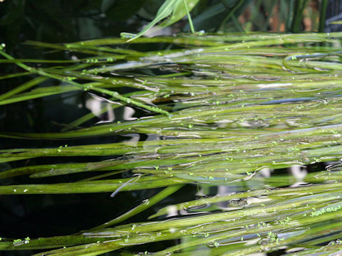 Vallisneria gigantea