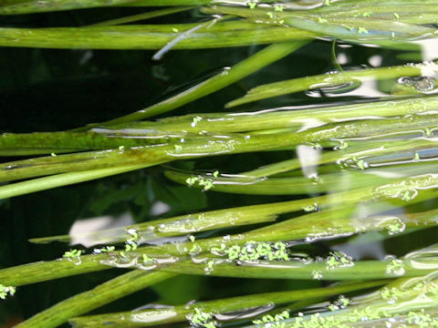 Vallisneria gigantea