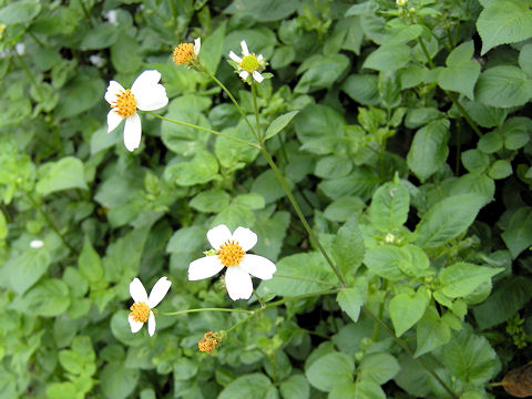 Bidens alba