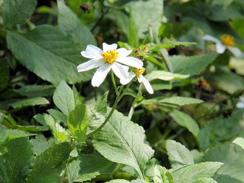 Bidens alba