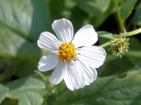 Bidens alba