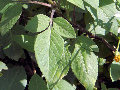 Bidens alba