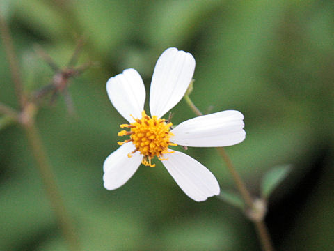 Bidens alba