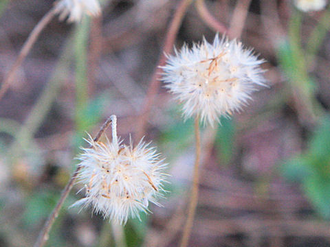 Bidens alba