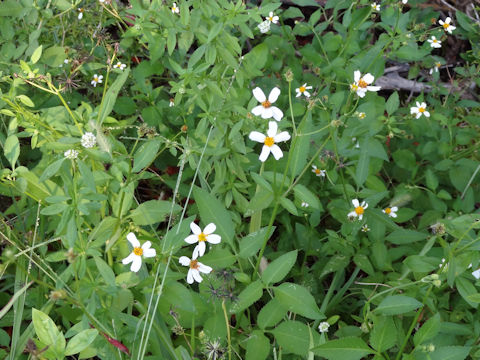 Bidens alba