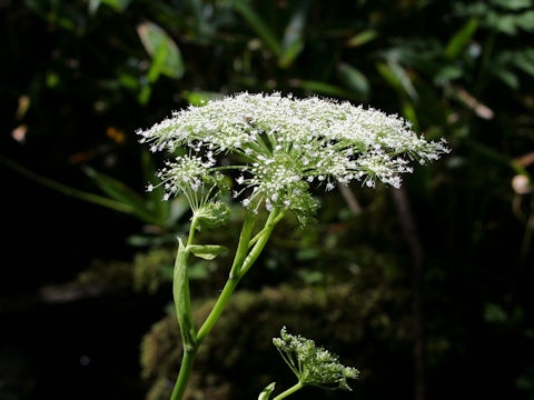 Angelica genuflexa