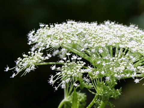 Angelica genuflexa