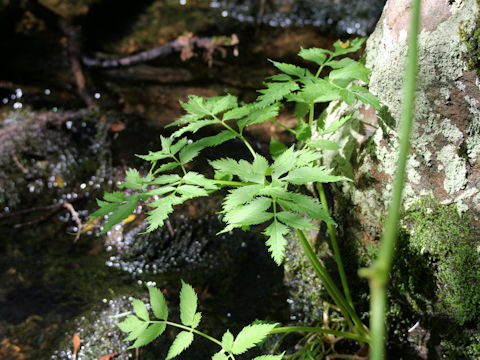 Angelica genuflexa