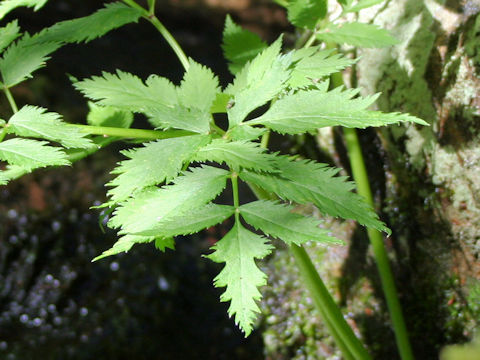 Angelica genuflexa