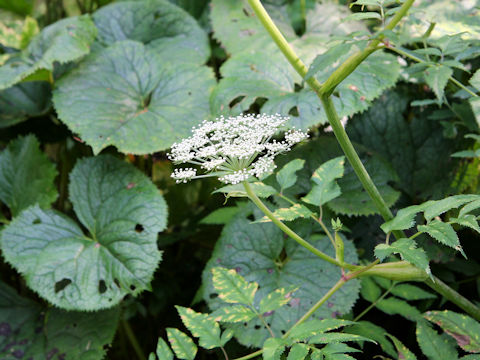 Angelica genuflexa