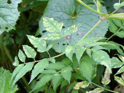 Angelica genuflexa