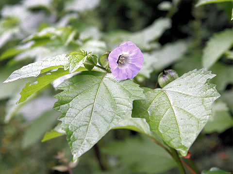 Nicandra physaloides