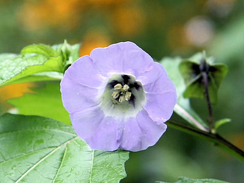 Nicandra physaloides