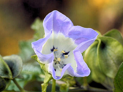 Nicandra physaloides