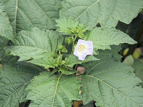 Nicandra physaloides