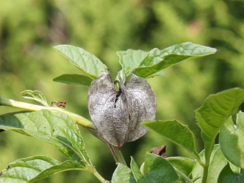 Nicandra physaloides