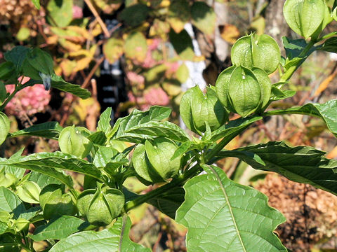 Nicandra physaloides