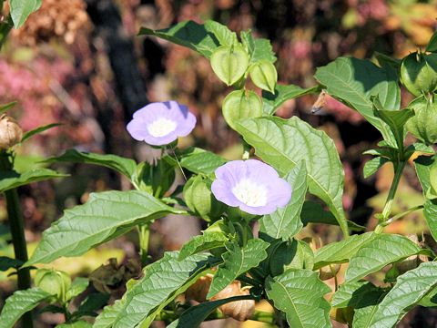 Nicandra physaloides