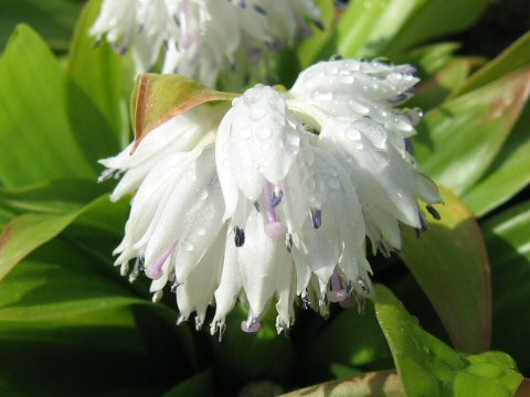 Heloniopsis leucantha