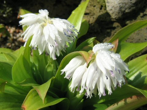 Heloniopsis leucantha