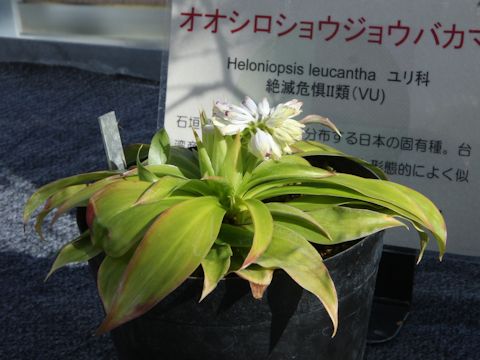 Heloniopsis leucantha
