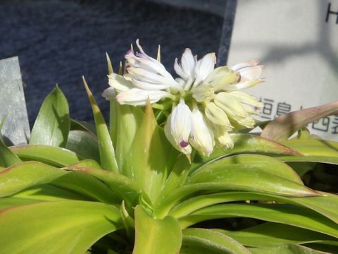 Heloniopsis leucantha