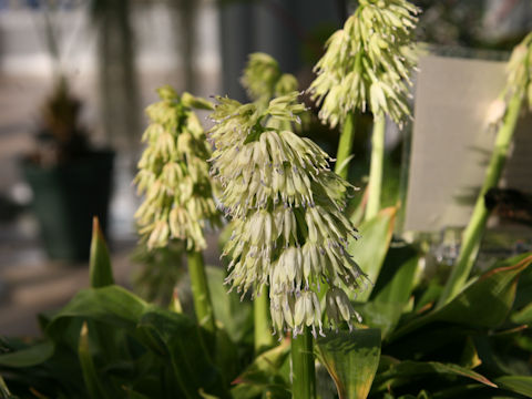 Heloniopsis leucantha