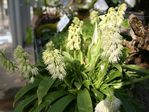 Heloniopsis leucantha