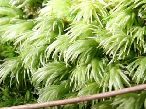 Leucobryum scabrum