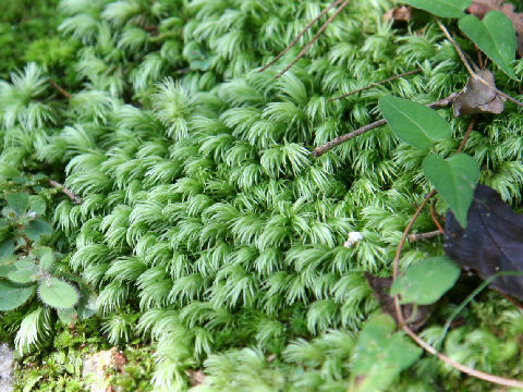 Leucobryum scabrum