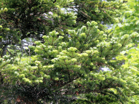 Abies mariesii