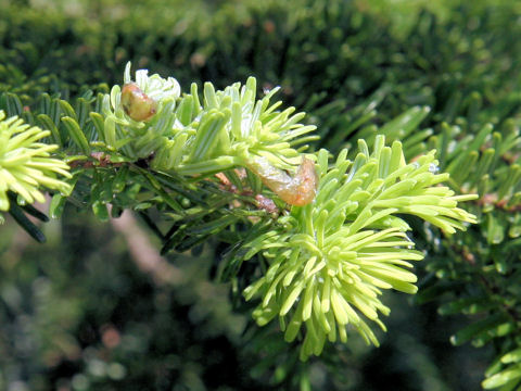 Abies mariesii