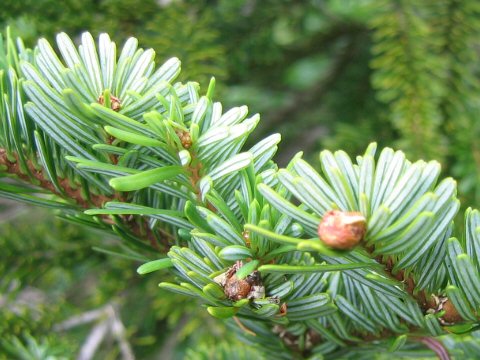 Abies mariesii