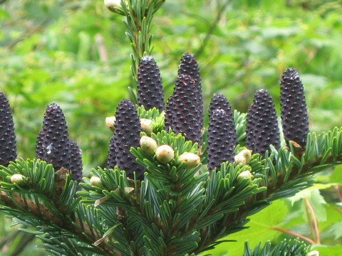 Abies mariesii