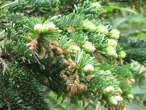 Abies mariesii