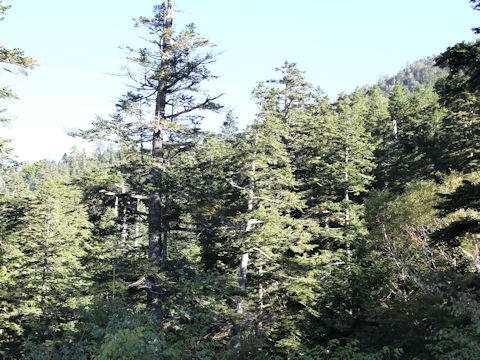 Abies mariesii