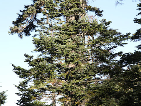 Abies mariesii