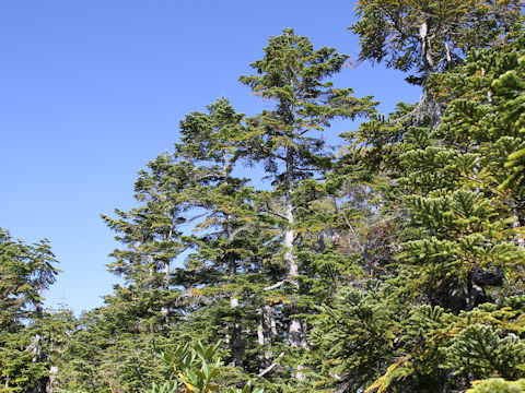 Abies mariesii