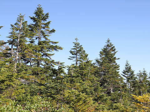 Abies mariesii